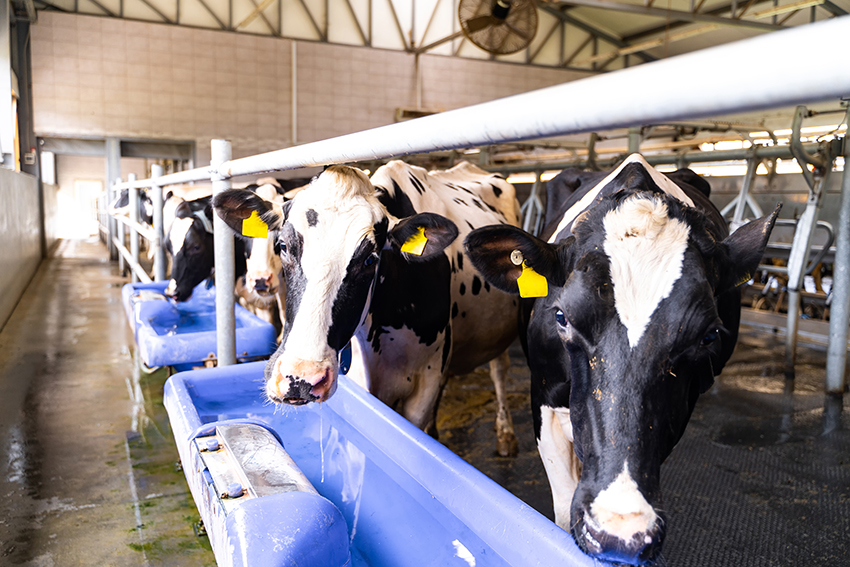 Dairy production countryside. Cow head in hangar for milk farming..