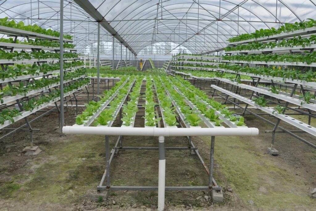 Hail_Agriculture_Dubai (1)