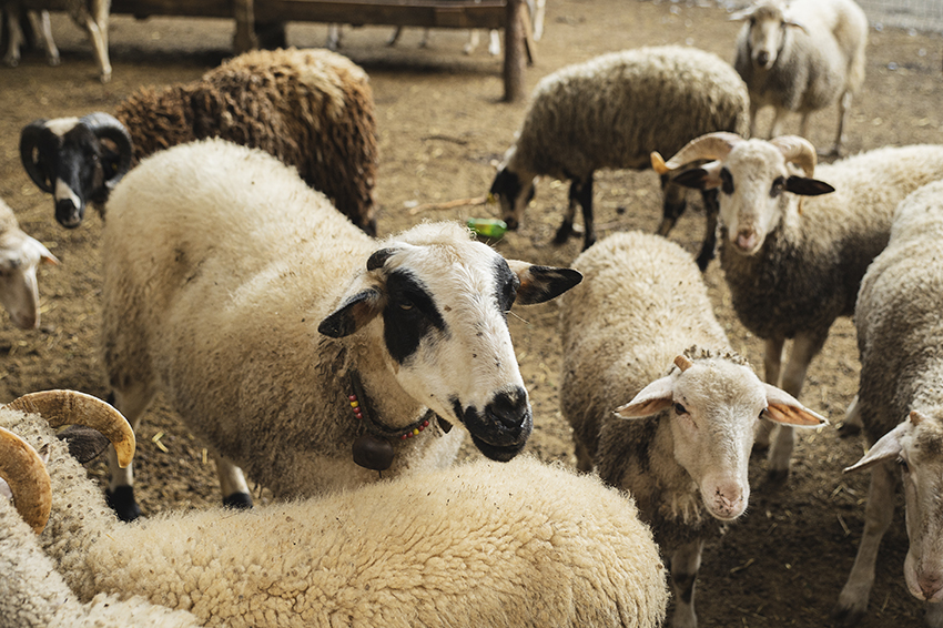 Sheeps behind a fence on a farm